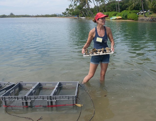 Kira Hughes, Program Manager of the Restore With Resilience program from the Hawaii Institute of Marine Biology carries a tray of coral samples collected from Maunalua Bay to be studied, propogated, and replanted back onto the reefs of Maunalua Bay. (Ronen Zilberman photo Civil Beat)