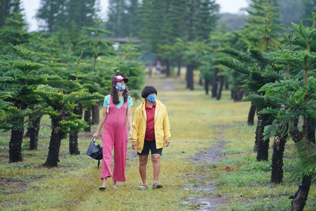 Left, Kim Cloward walks with mom, Linda Cloward at the Helemano Farms looking for a tree. Over 900 trees were sold on Black Friday so the Cloward’s had a challenging time finding the right size tree for their home.