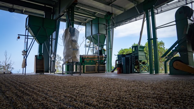 Coffee Big Island Hawaii Grown Kona Rainforest