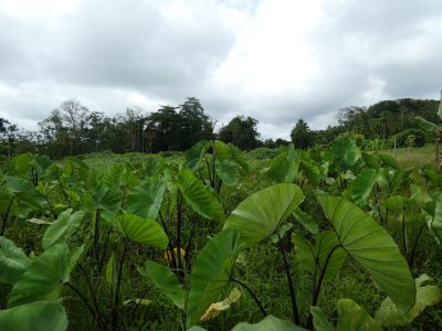 taro farm fiji