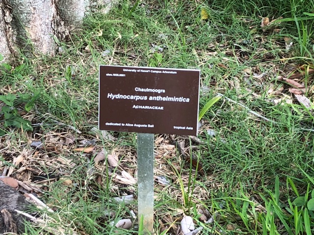 A dedication plaque to Alice Ball at UH.