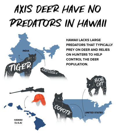 Infographic of deer predators in India and the United States vs Hawaii's lack of predators