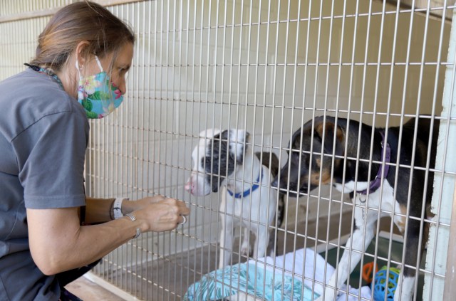 A photo of Julie Durham feeding Julie Durham feeding treats to dogs available for adoption at the Maui Humane Society.