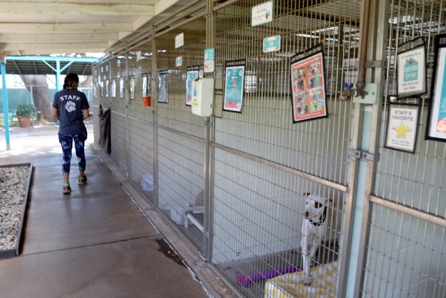 A photo of Julie Durham walking down a row of kennels at the Maui Humane Society