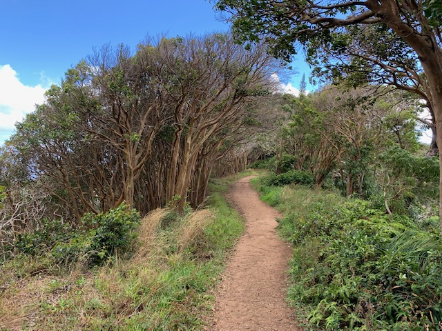 A dry hiking trail