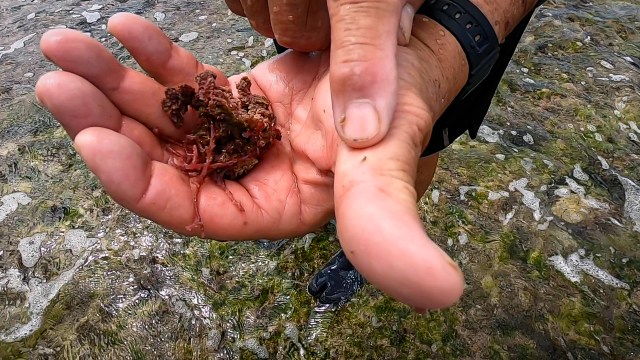 Limu Wally Ito Crustacean Limu Kohu