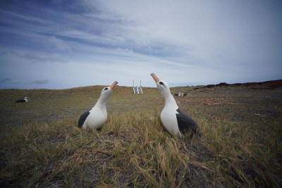 Molokai Land Trust The Mokio Preserve Albatross decoys near the edge of a cliff as recorded bird chirping echoes from 2 speakers installed near the pinnacle of the mountains.
