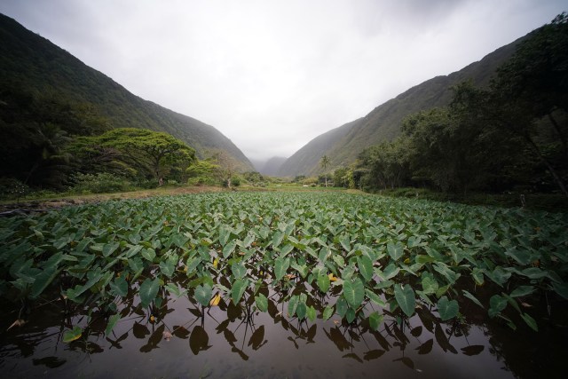 Waipio Valley lo'i or taro patch.