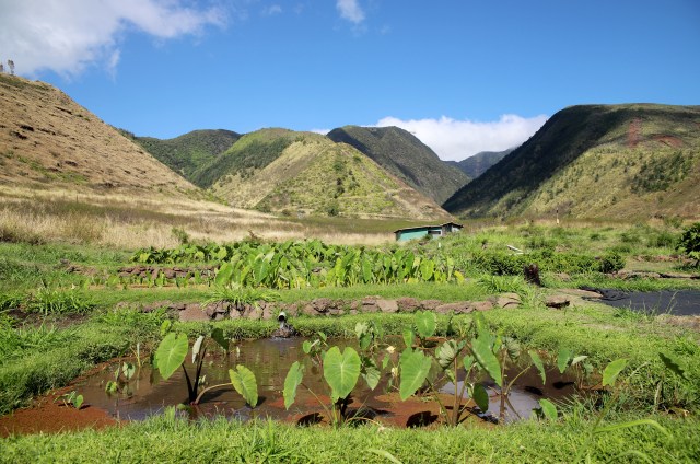 A photo of Kauaula Valley
