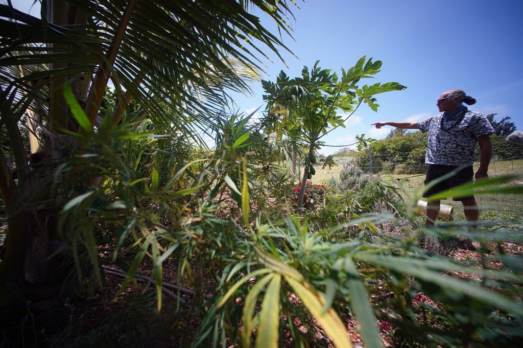 Portrait of Hawaii Royal Hemp Company's Clarence 'Cab' Baber speaks about regenerative farming of his Hemp plants grown with some basil and other plants between the hemp plants. Hawaii Royal Hemp is preparing to grow and refine premium organic full spectrum CBD Cannabidiol products.