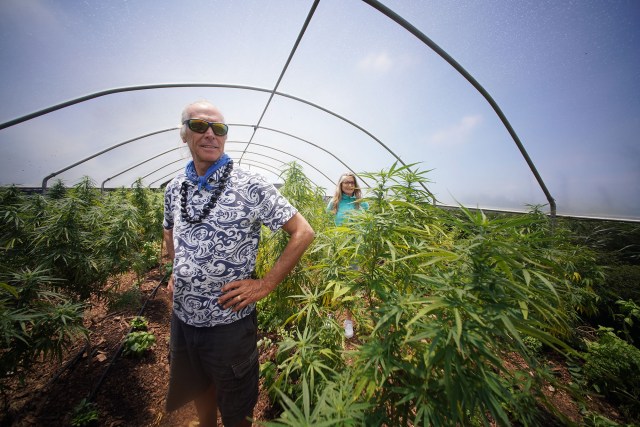 Portrait of Hawaii Royal Hemp Company's Clarence 'Cab' Baber and wife Gail Bryne Baber stand in their greenhouse with their Hemp plants. Hawaii Royal Hemp is preparing to grow and refine premium organic full spectrum CBD Cannabidiol products.