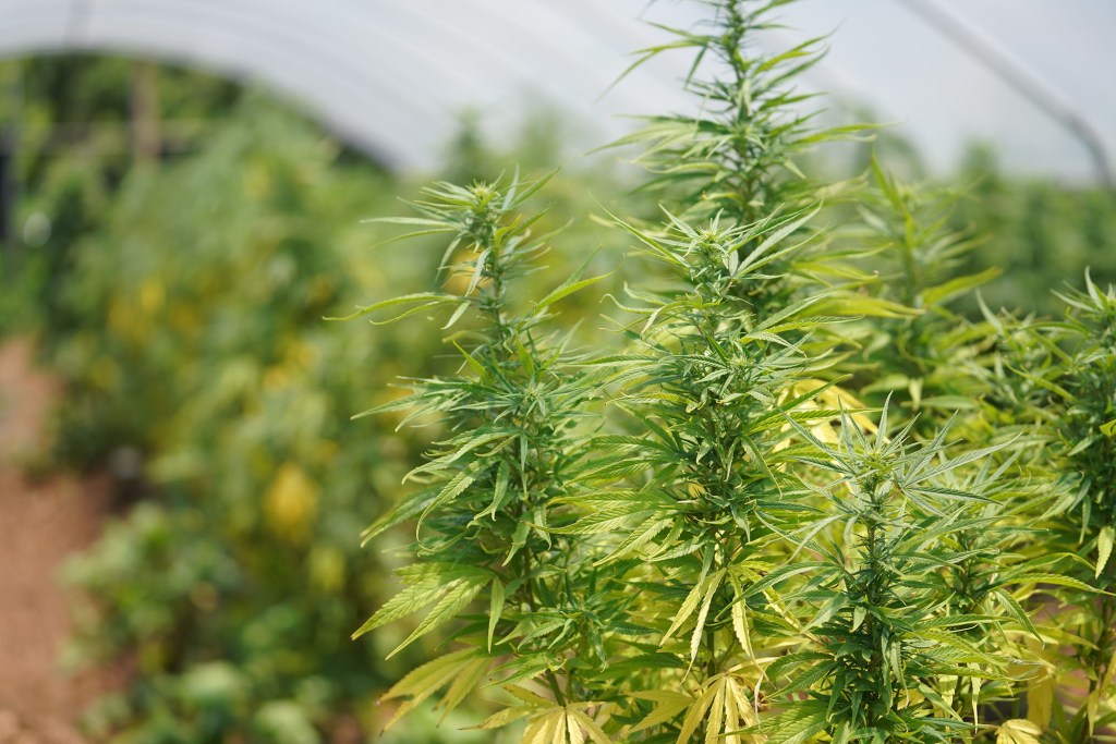 Hawaii Royal Hemp is preparing to grow and refine premium organic full spectrum CBD Cannabidiol products.