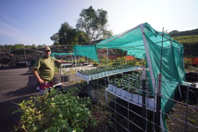 Hawaii Ulu Cooperative Operations Manager Holokai Brown stands fronting different varieties of breadfruit plants.