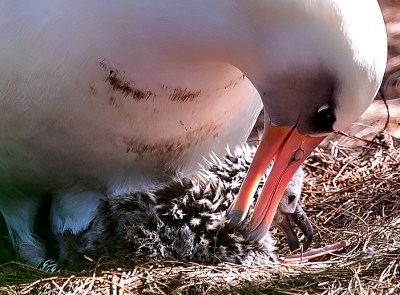 An albatross with a chick on the north shore of Kauai.