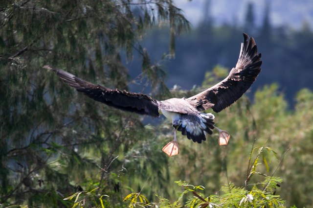 An albatross comes in for a landing on the north shore of Kauai.