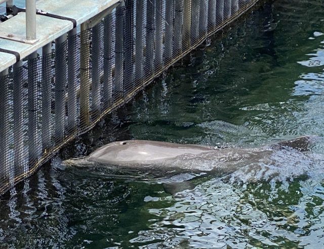 Sea Life Park Dolphin Lagoon