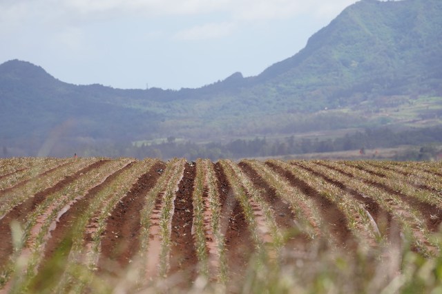 Rows of Pineapple crowns that were recently hand planted located between Wahiawa and Haleiwa with Waianae Mountains in the background.