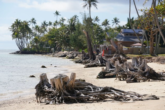 Punaluu Beach park is dotted with dead tree trunks along the sea shore as ocean sea level rises killing the trees.