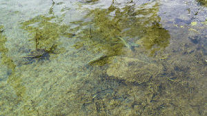 Honokea Loko Ia Fish