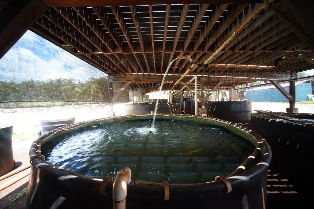 Kunia Country farms aquaponics  fish tanks that hold hormone free, FNO-free Tilapia.