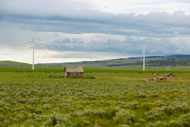 Cattle graze near wind turbines at a wind farm along the Montana-Wyoming state line on Monday, June 13, 2022. The rush to build wind farms to combat climate change is colliding with preservation of one of the U.S. West's most spectacular predators, the golden eagle. Scientists say the species is teetering on the edge of decline and worry that proliferating wind turbines could push them over the brink. (AP Photo/Emma H. Tobin)