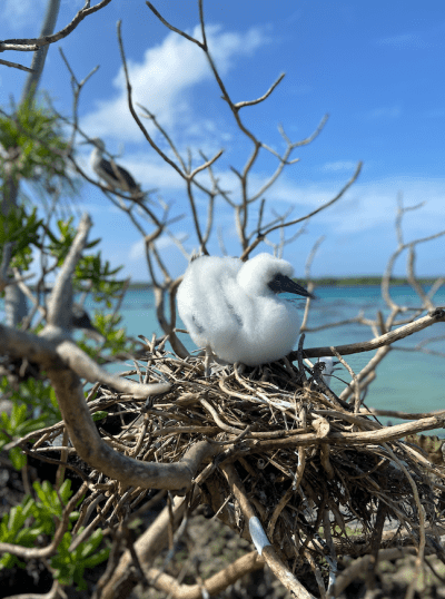 A red-footed booby chick on a nest on Palmyra Atoll in the Pacific Remote Islands Marine National Monument, home to large breeding colonies of seabirds. Adult seabirds regularly use the unprotected waters beyond the monument to forage and feed their chicks, leaving them at risk of entanglement in fishing gear and other threats. Scientists argue expanding the monument would help protect these seabirds and other long-ranging species like whales, sharks, and fish.