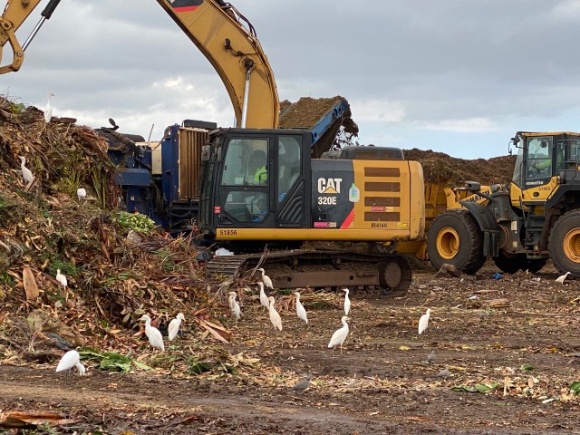 Hawaiian Earth Recycling Stock Cattle Egrets