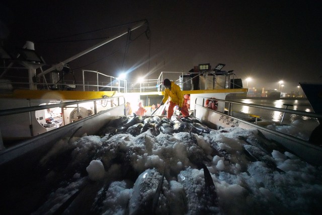 Tuna are unloaded onto a trailer at Pier 38 then brought into the fish auction.