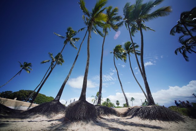 Coconut tree roots are exposed with the erosion of sand at Haleiwa Beach Park.