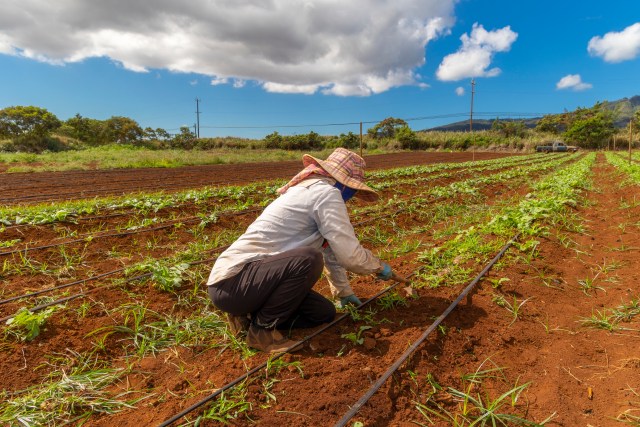 Pacific Gateway Center's work includes small farms on Oahu.