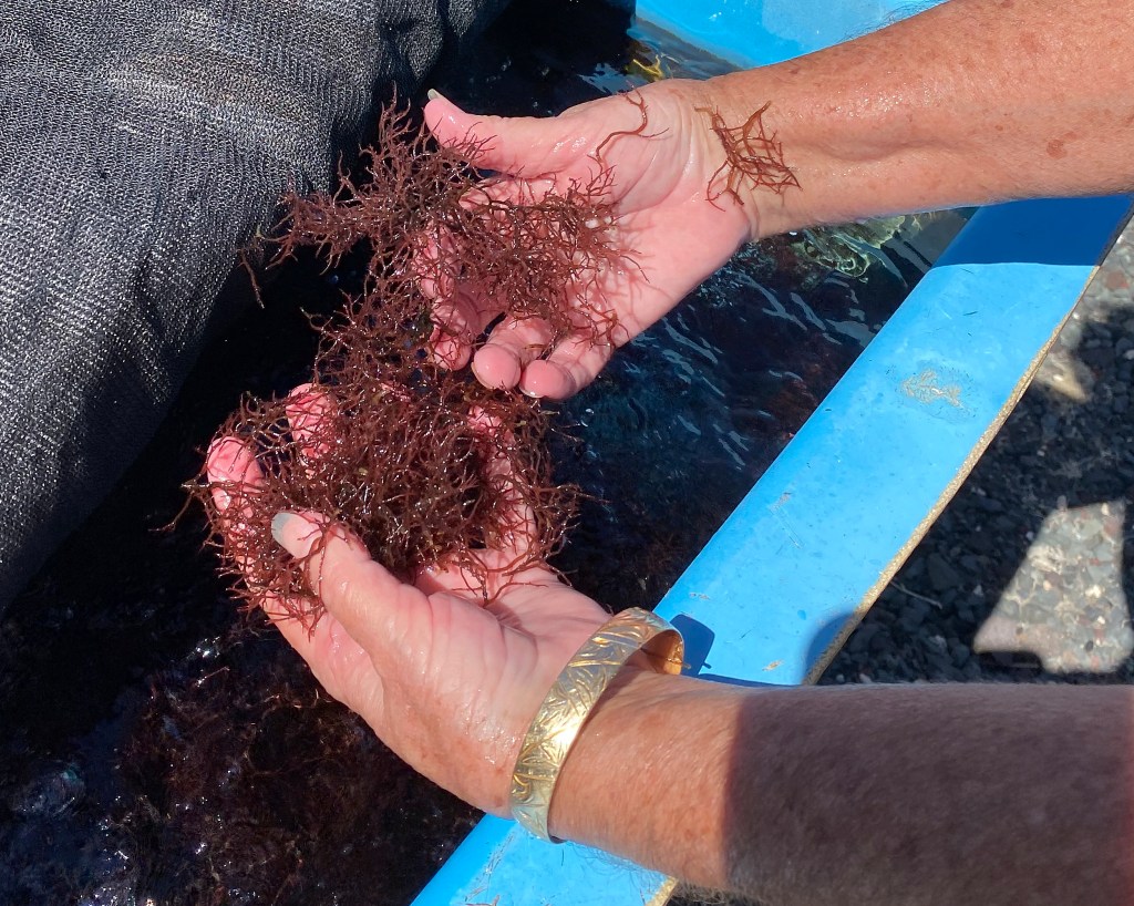 Limu Manauea, Ogo, Poke, native limu, Catherine Toth Fox column