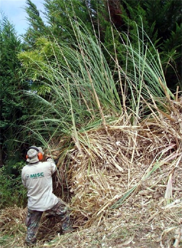 The Maui Invasive Species Committee continues to grapple with eradicating pampas grass.