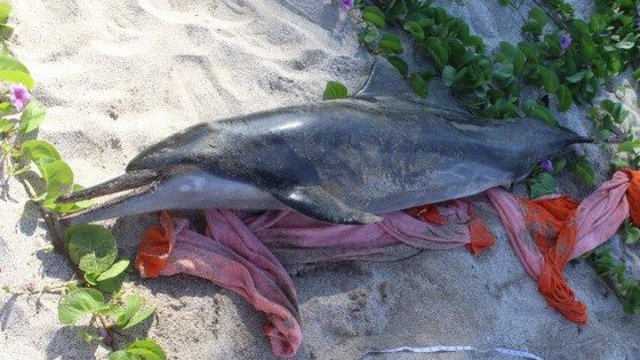 spinner dolphin death from toxoplasmosis