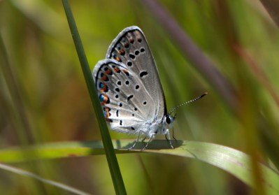 FILE - A Karner Blue butterfly sits on a leaf after it was released at the Albany Pine Bush Preserve Commission in Albany, N.Y., July 10, 2015. State officials and scientists have suggested moving a portion of some species struggling with climate change like the Karner blue butterfly. (AP Photo/Mike Groll, File)