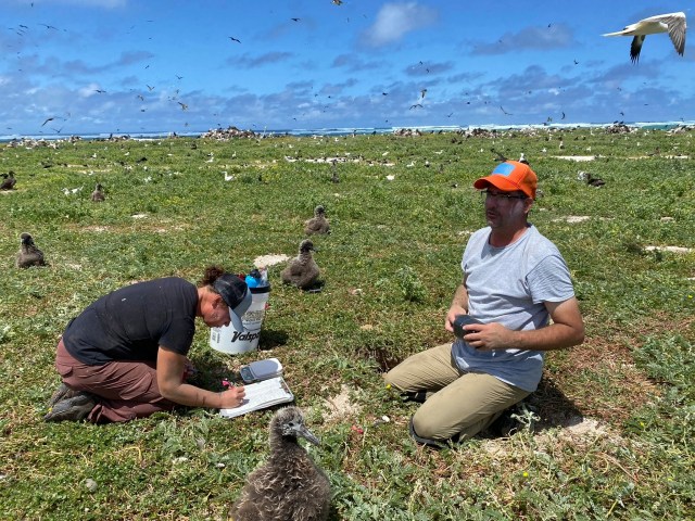 In this photo provided by the Pacific Rim Conservation, wildlife workers relocate Tristram’s storm petrels on Hawaii’s Tern Island, on March 29, 2022. Scientists are making a dramatic effort to save the birds in Hawaii by moving them to an island they never had inhabited. (L. Young/Pacific Rim Conservation via AP)