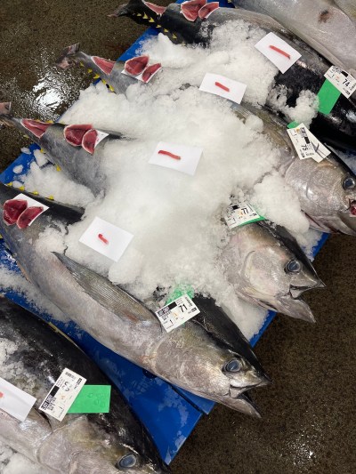 Honolulu fish auction tuna Feb. 25, 2023