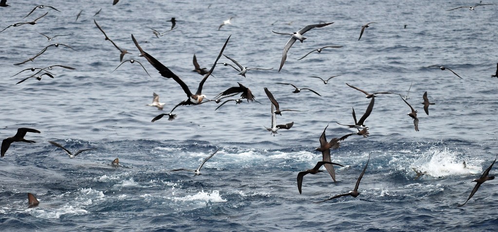 Seabirds dive and forage in the Pacific Remote Islands. (Courtesy: Kydd Pollock/TNC)