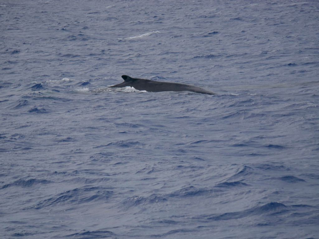 Humpback whale Oahu UH Beat pic