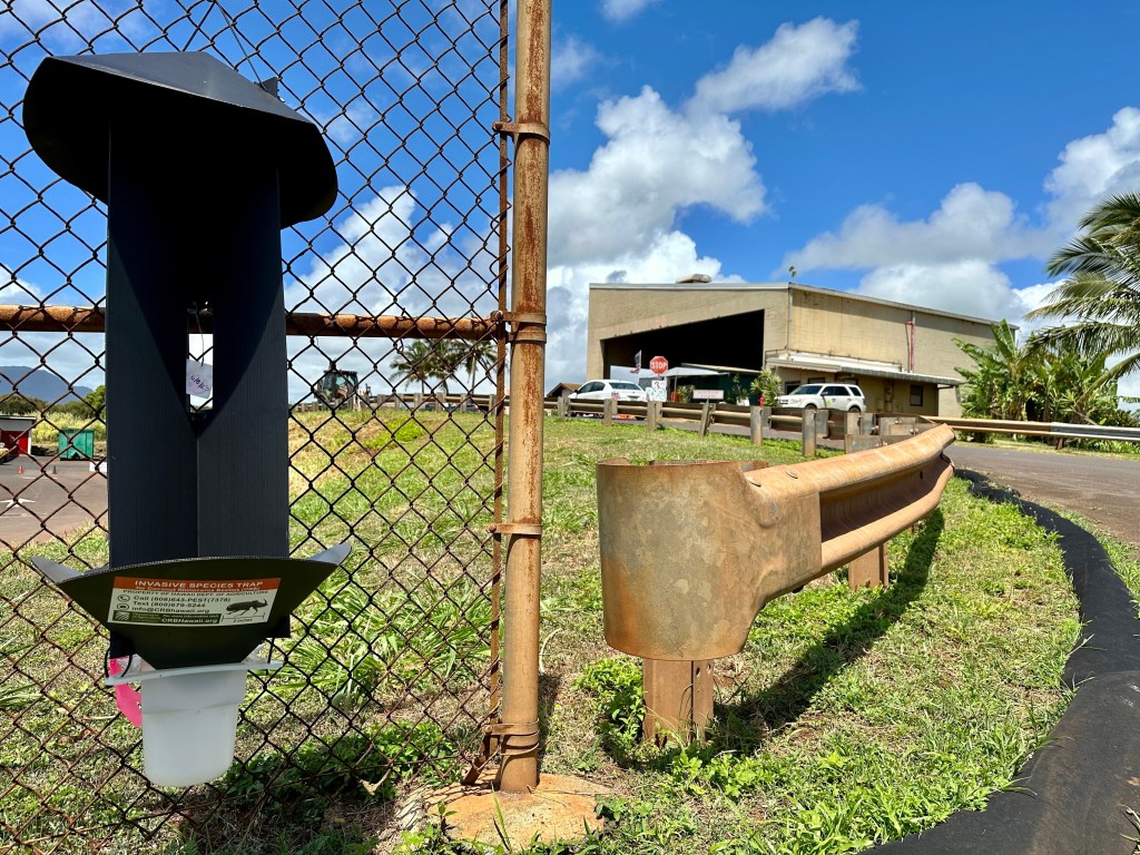 A coconut rhinoceros beetle trap sits on a fence outside the Lihue Transfer Station, where at least four coconut rhinoceros beetle larvae have been found.