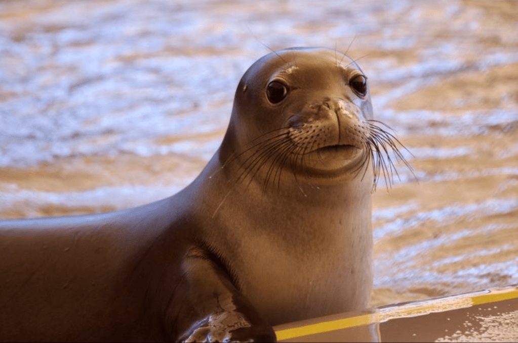 Malama monk seal