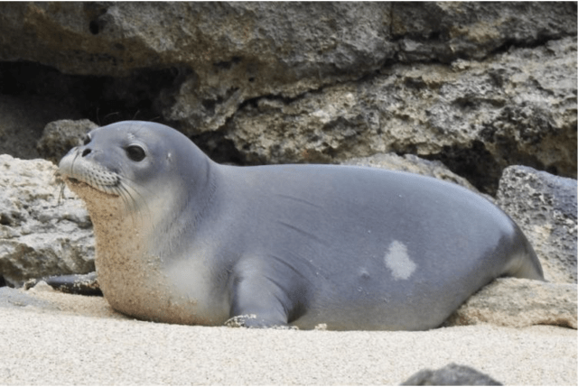 Monk Seal Hoomau Lehua