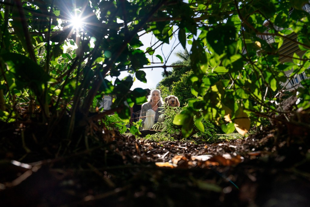 wild feral pigs hogs boars nuisance dlnr boring tunnel destroy Pacific Heights Martha Noyes trap