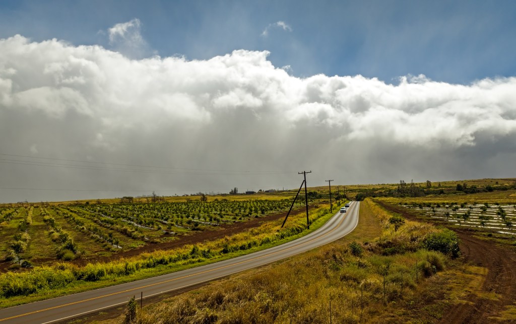Mahi Pono ag land along the road on Maui, July 7, 2023. (Nathan Eagle/Civil Beat/2023)