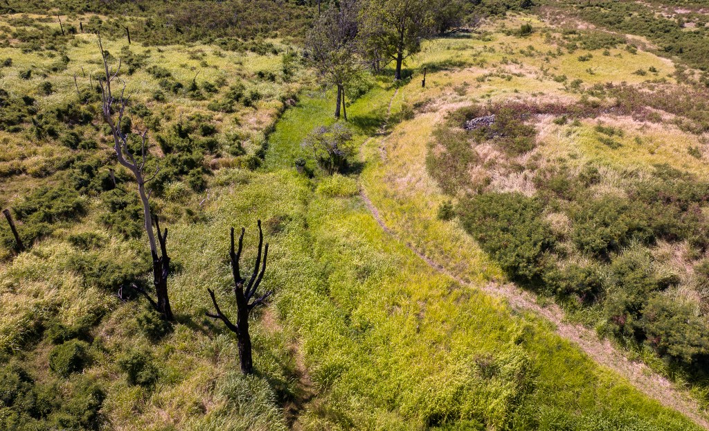Charred trees from a previous wildfire in the Waianae mountains. (Nathan Eagle/Civil Beat/2023)