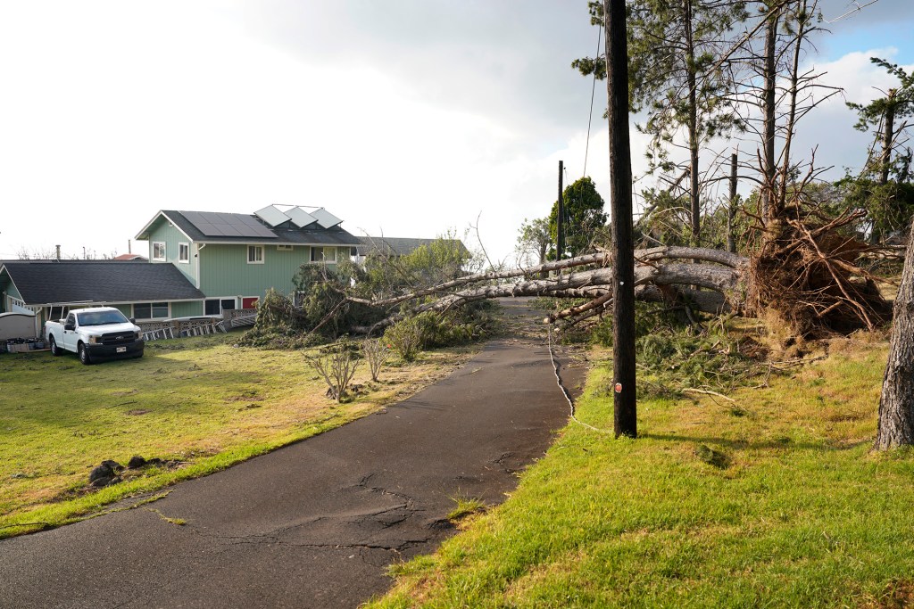 A large tree fell short of this Kula home Wednesday, Aug. 9, 2023, on Maui. Strong winds hammered the island which gave rise to multiple wildfires. There was no electricity in the neighborhood. (Kevin Fujii/Civil Beat/2023)
