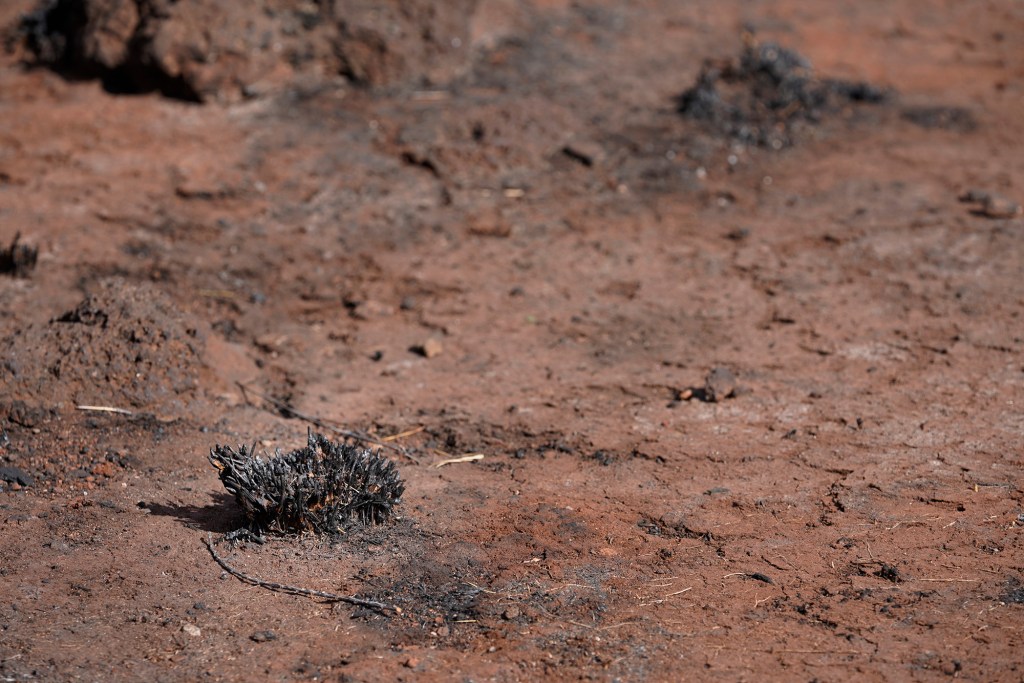 The Lahaina Fire Could Prompt The State To Change How It Manages Water On Maui