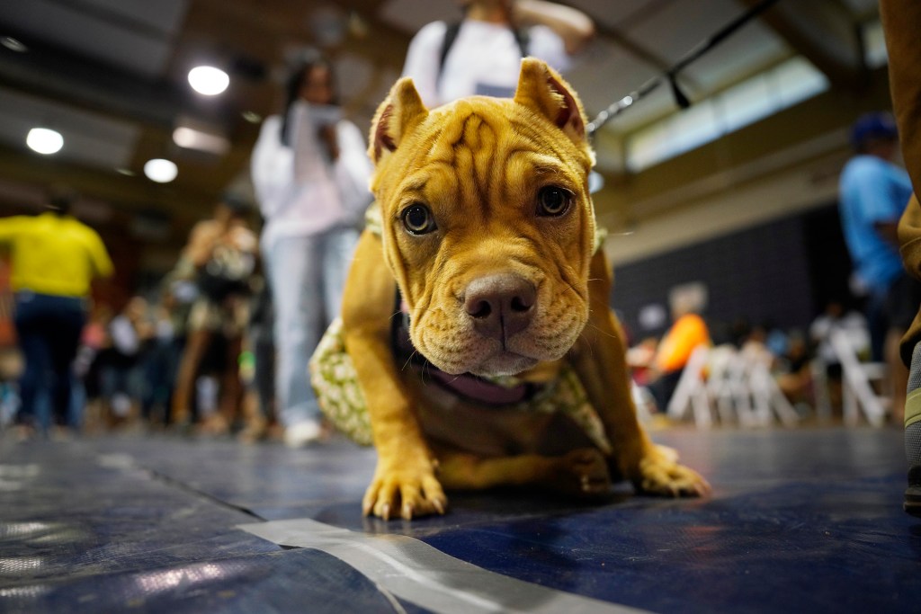 Mimi, a four-month-old American pocket bull terrier, waits in line with her family during federal resources fair takes place Saturday, Aug. 26, 2023, in Lahaina. Rep. Jill Tokuda and Senator Mazie Hirono hosted the event. It was designed to help fire victims obtain federal assistance for important paperwork lost in the Aug. 8 fire. Mimi was with her parents Sammy Biado and Hazzel Castro and her aunty Kathleen Castro, (Kevin Fujii/Civil Beat/2023)