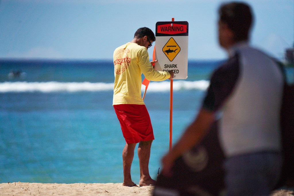 A lifeguard posts a sign after sharks were spotted near Bowls surf break as a surfer heads out Thursday morning, Sept. 7, 2023, at Ala Moana Beach Park in Honolulu. (Kevin Fujii/Civil Beat/2023)