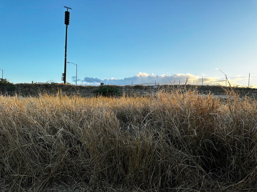 Tall, dry grass, approximately 3-feet high, and a warning siren are photographed at sunrise Friday, Sept. 8, 2023, at One’ula Beach Park (locally called Haubush) in Ewa Beach. The fence encloses a private residential development and blocks a road. (Kevin Fujii/Civil Beat/2023)