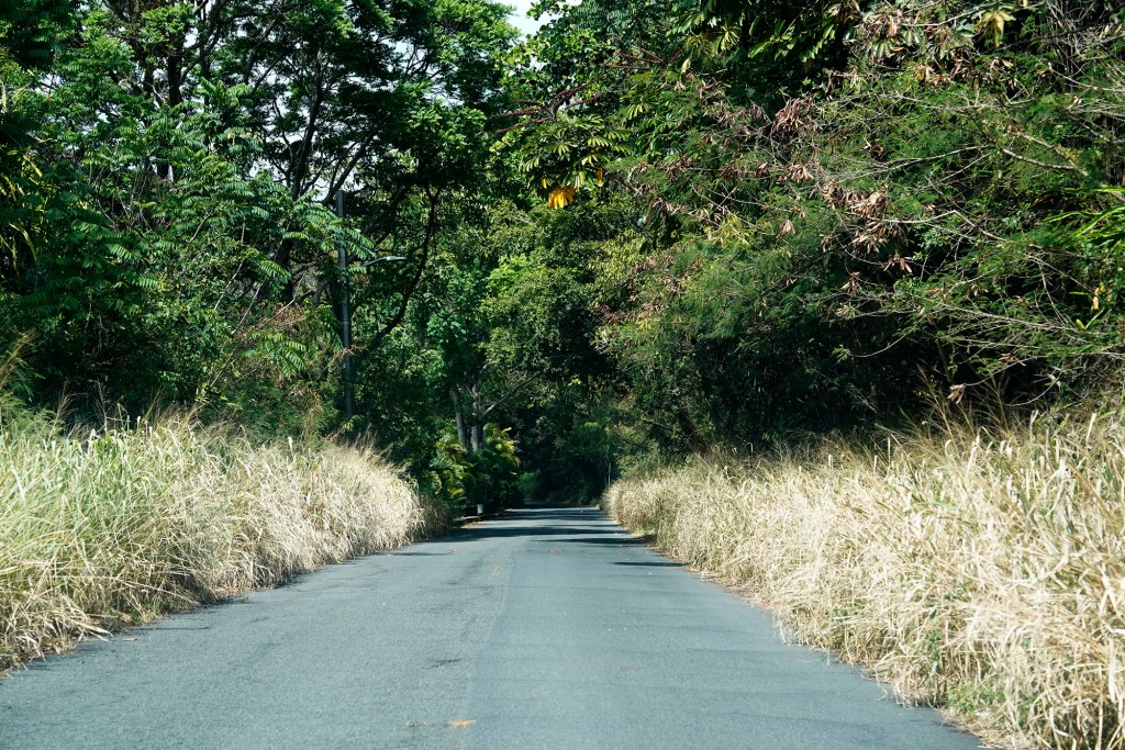 Tall, dry vegetation grows along Round Top Drive Sept. 13, 2023, in Honolulu. Residents concern is on the rise after a wildfire destroyed Maui’s historic town of Lahaina on Aug. 8. (Kevin Fujii/Civil Beat/2023)